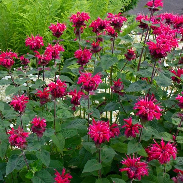 Monarda Bee-You® Bee Happy™ 1 Monarda Bee-You® Bee Happy™