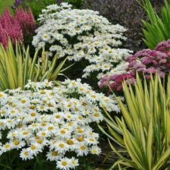 Leucanthemum X Superbum 'Whoops-a-Daisy' -Olivia Plants Sales x600 33674