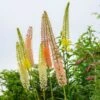 Eremurus Ruiter Hybrid Mix