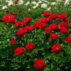 Peony 'Mackinac Grand' -Olivia Plants Sales x600 33735