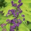Callicarpa Dichotoma 'Early Amethyst'