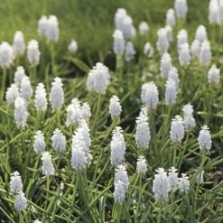 Muscari Botryoides 'Album' -Olivia Plants Sales x600 34059
