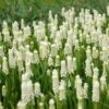 Muscari Botryoides 'Album'