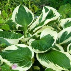 Hosta 'Patriot' -Olivia Plants Sales x600 34143