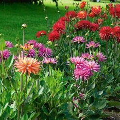 The Karma Dahlia Collection - 4 Tubers