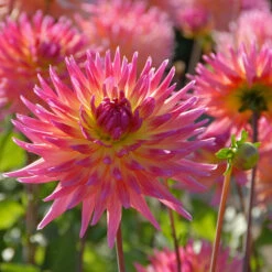 The Karma Dahlia Collection - 4 Tubers -Olivia Plants Sales x600 34198