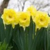 Narcissus 'Snowtip'