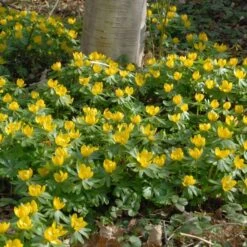 Eranthis Hyemalis -Olivia Plants Sales x600 34320