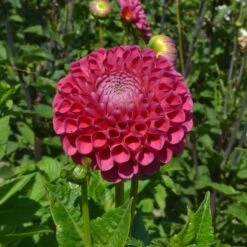 Having A Ball Dahlia Collection -Olivia Plants Sales x600 34384