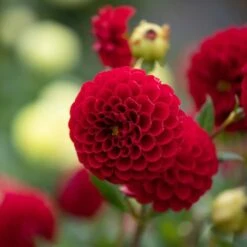 Having A Ball Dahlia Collection -Olivia Plants Sales x600 34385