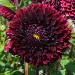 Having A Ball Dahlia Collection -Olivia Plants Sales x600 34387