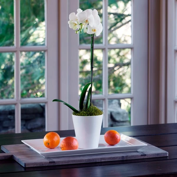 White Moth Orchid In 5" White Ceramic Cachepot 1 White Moth Orchid In 5" White Ceramic Cachepot