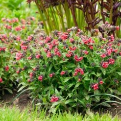 Pulmonaria 'Shrimps On The Barbie' -Olivia Plants Sales x600 34450