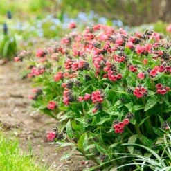Pulmonaria 'Shrimps On The Barbie' -Olivia Plants Sales x600 34451