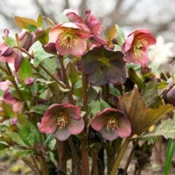 Helleborus Frostkiss® Penny's Pink 7 Helleborus Frostkiss® Penny's Pink -Olivia Plants Sales x600 34456
