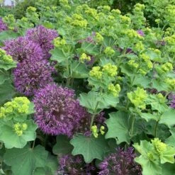 Alchemilla Mollis 11 Alchemilla Mollis -Olivia Plants Sales x600 34461