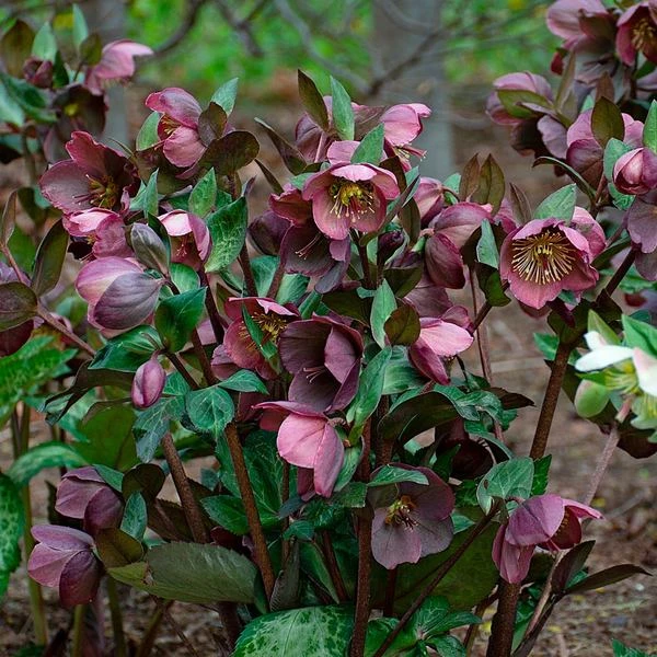 Helleborus Frostkiss® Pippa's Purple 1 Helleborus Frostkiss® Pippa's Purple