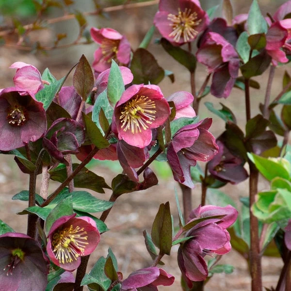 Helleborus Frostkiss® Penny's Pink 1 Helleborus Frostkiss® Penny's Pink