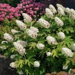 Hydrangea Quercifolia Gatsby Gal® -Olivia Plants Sales x600 34478