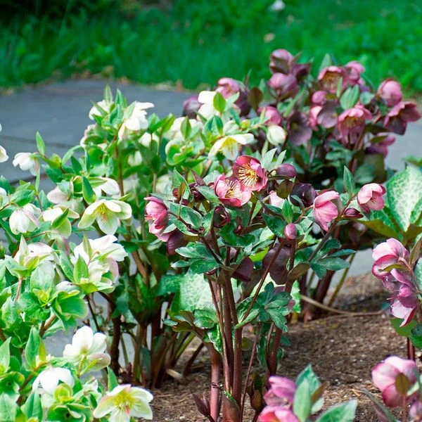 Snow Chaser Hellebore Trio 2 Snow Chaser Hellebore Trio - Image 2