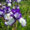 Iris Germanica 'Presby's Crown Jewel' - Reblooming