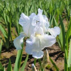 Iris Germanica 'Immortality' - Reblooming -Olivia Plants Sales x600 34558