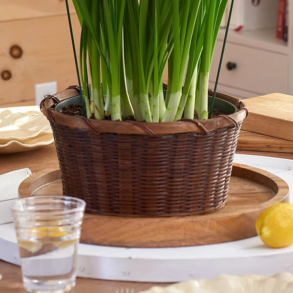 Paperwhite 'Wintersun' Kit With Woven Basket 2 Paperwhite 'Wintersun' Kit With Woven Basket - Image 2