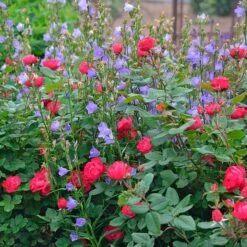 Rose Oso Easy® Double Red -Olivia Plants Sales x600 34787