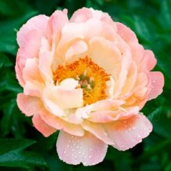 Peony 'Coral Charm' 17 Peony 'Coral Charm' -Olivia Plants Sales x600 34835