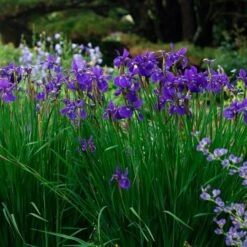 Iris Sibirica 'Caesar's Brother' -Olivia Plants Sales x600 34839