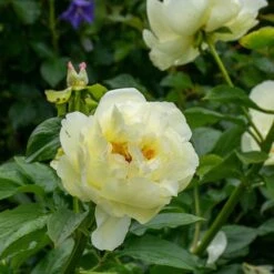 Peony 'Lemon Chiffon' -Olivia Plants Sales x600 34840