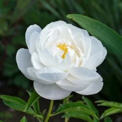 Peony 'Moonstone' -Olivia Plants Sales x600 34843