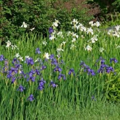 Wings Over Water Siberian Iris Collection -Olivia Plants Sales x600 34844