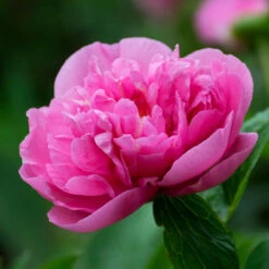 Peony 'Carnation Bouquet' -Olivia Plants Sales x600 34863