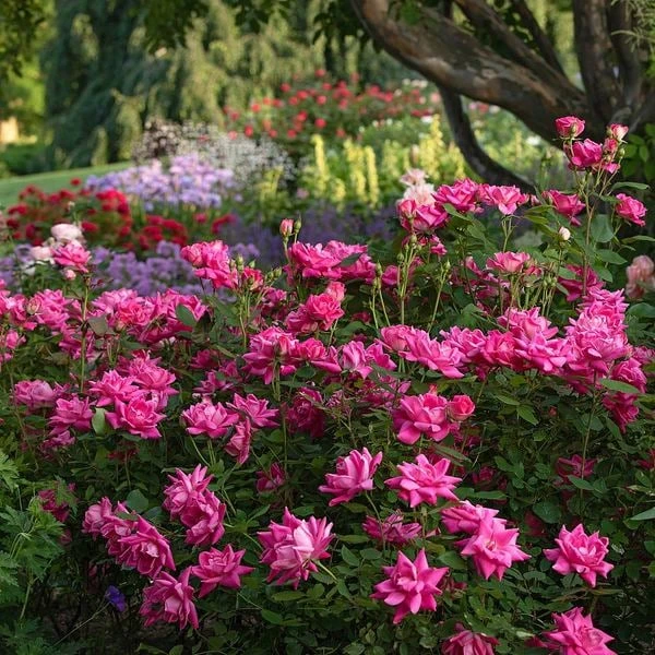 Rose Pink Double Knock Out® 2 Rose Pink Double Knock Out® - Image 2