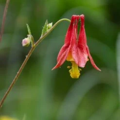 Aquilegia Canadensis -Olivia Plants Sales x600 34872