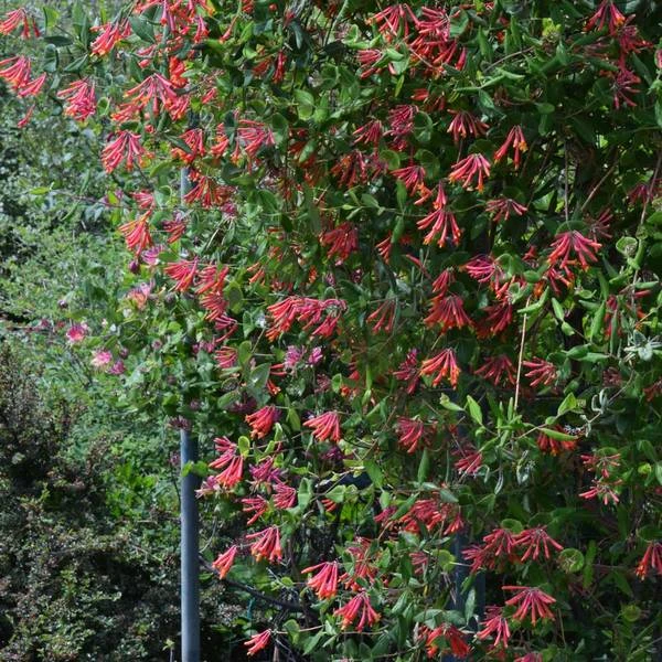 Lonicera Sempervirens 'Major Wheeler' 3 Lonicera Sempervirens 'Major Wheeler' - Image 3