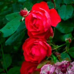Rose Oso Easy® Double Red -Olivia Plants Sales x600 34892