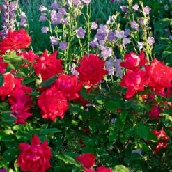 Rose Double Knock Out® -Olivia Plants Sales x600 34918