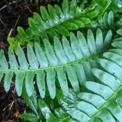 Polystichum Acrostichoides - Christmas Fern -Olivia Plants Sales x600 34921