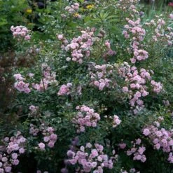 Rose 'The Fairy' -Olivia Plants Sales x600 35274