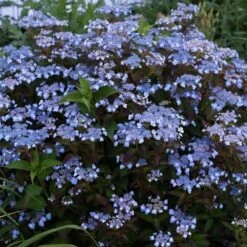 Hydrangea Serrata Tiny Tuff Stuff™ - 1 Gallon Pot -Olivia Plants Sales x600 35276