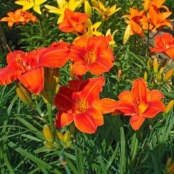 Hemerocallis (Daylily) 'Alabama Jubilee' -Olivia Plants Sales x600 35286