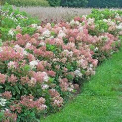 Hydrangea Paniculata Little Quick Fire® -Olivia Plants Sales x600 35312