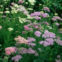 Achillea Millefolium Colorado Mix -Olivia Plants Sales x600 35348