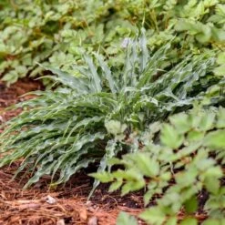 Hosta 'Silly String' -Olivia Plants Sales x600 35353