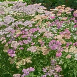 Achillea Millefolium Colorado Mix -Olivia Plants Sales x600 35369