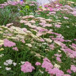 Achillea Millefolium Colorado Mix -Olivia Plants Sales x600 35370