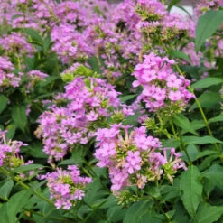 Phlox Paniculata 'Jeana' -Olivia Plants Sales x600 35437