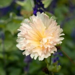 Alcea Rosea Spring Celebrities™ 'Apricot'